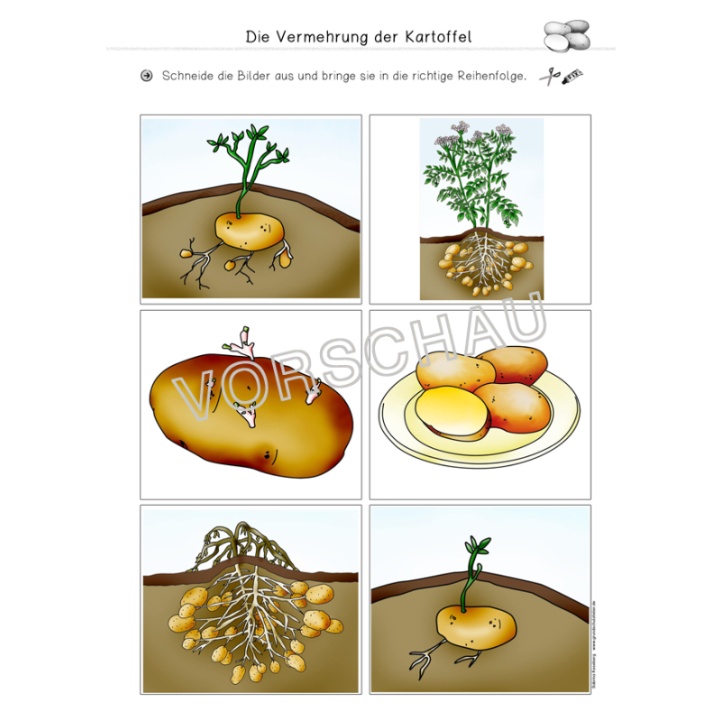 Kartoffel-Werkstatt für die Grundschule