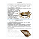 Nordsee-Werkstatt (Wattenmeer)