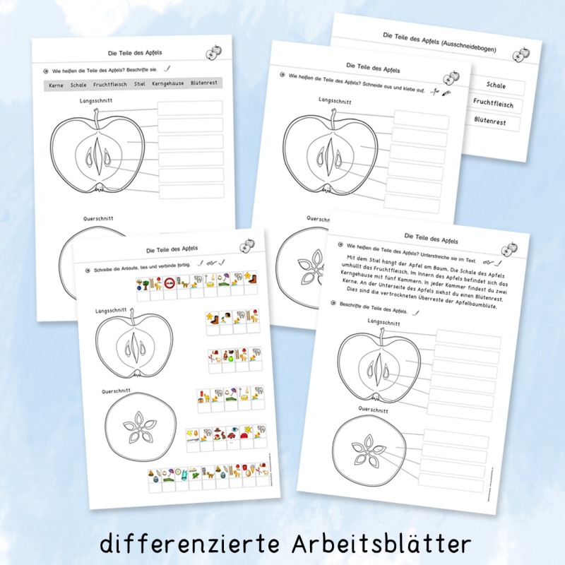 Apfelwerkstatt für die Grundschule