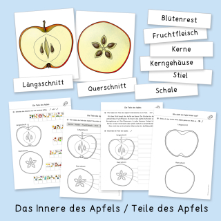 Apfelwerkstatt für die Grundschule